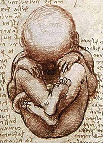 Detail from "Views of a Fetus in the Womb," da Vinci