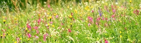 field_of_wildflowers_istock_long.jpg