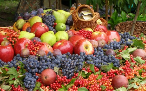 fruit-harvest