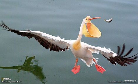 pelican-natl-geographic-laurent-mercey